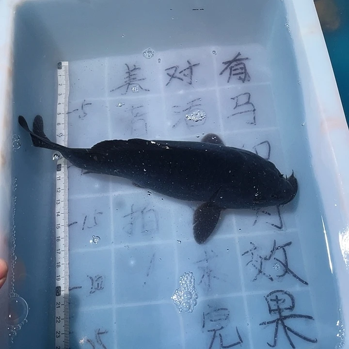 蝴蝶鲤鱼渔场直发82