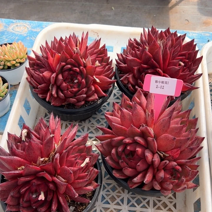 2.12贝拉一个脱土