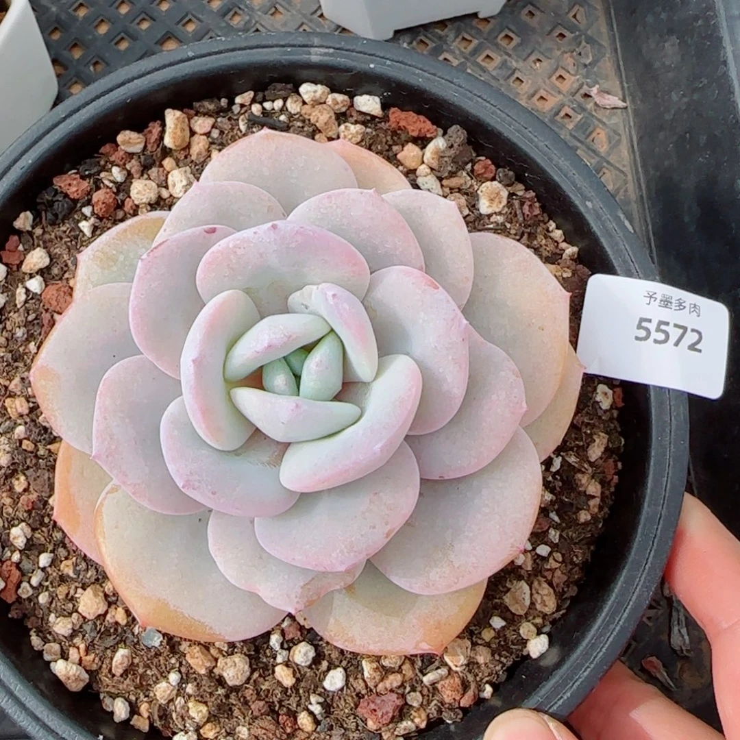 粗桩奶茶，5572多肉植物