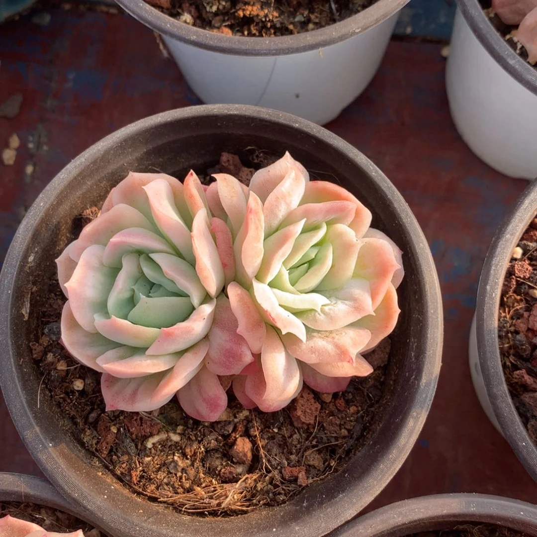 小**.啊狸肉肉肉肉肉肉肉肉肉