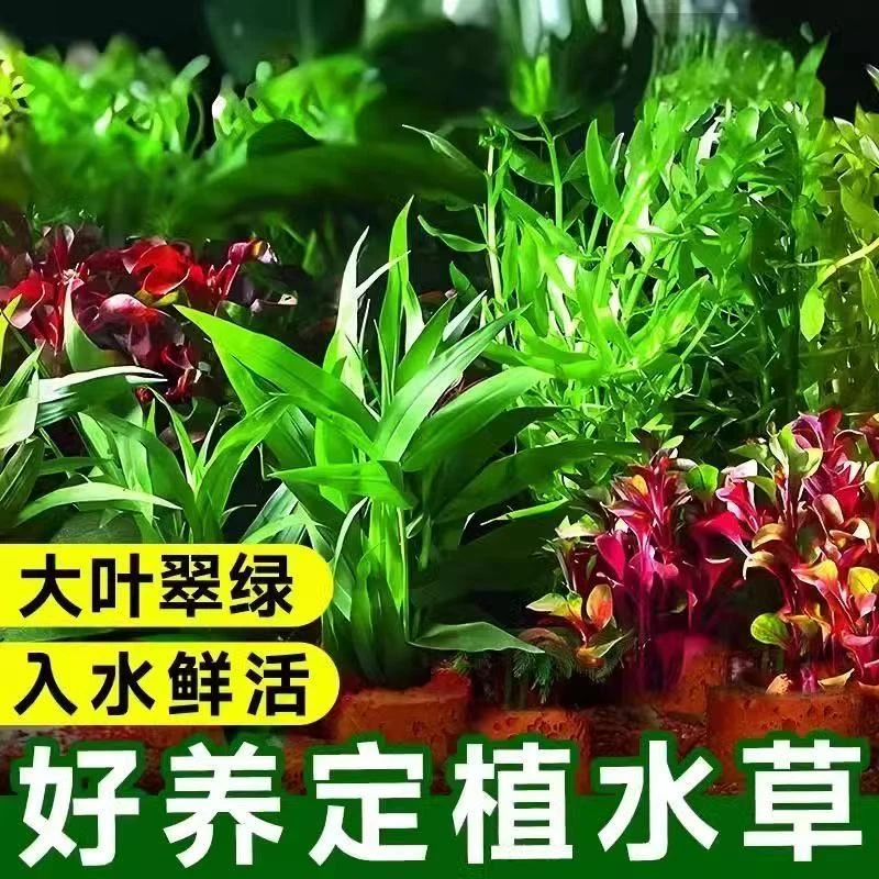 火山石水草鱼缸懒人套餐打造水族箱水景震撼自然绿植悠闲养鱼新体