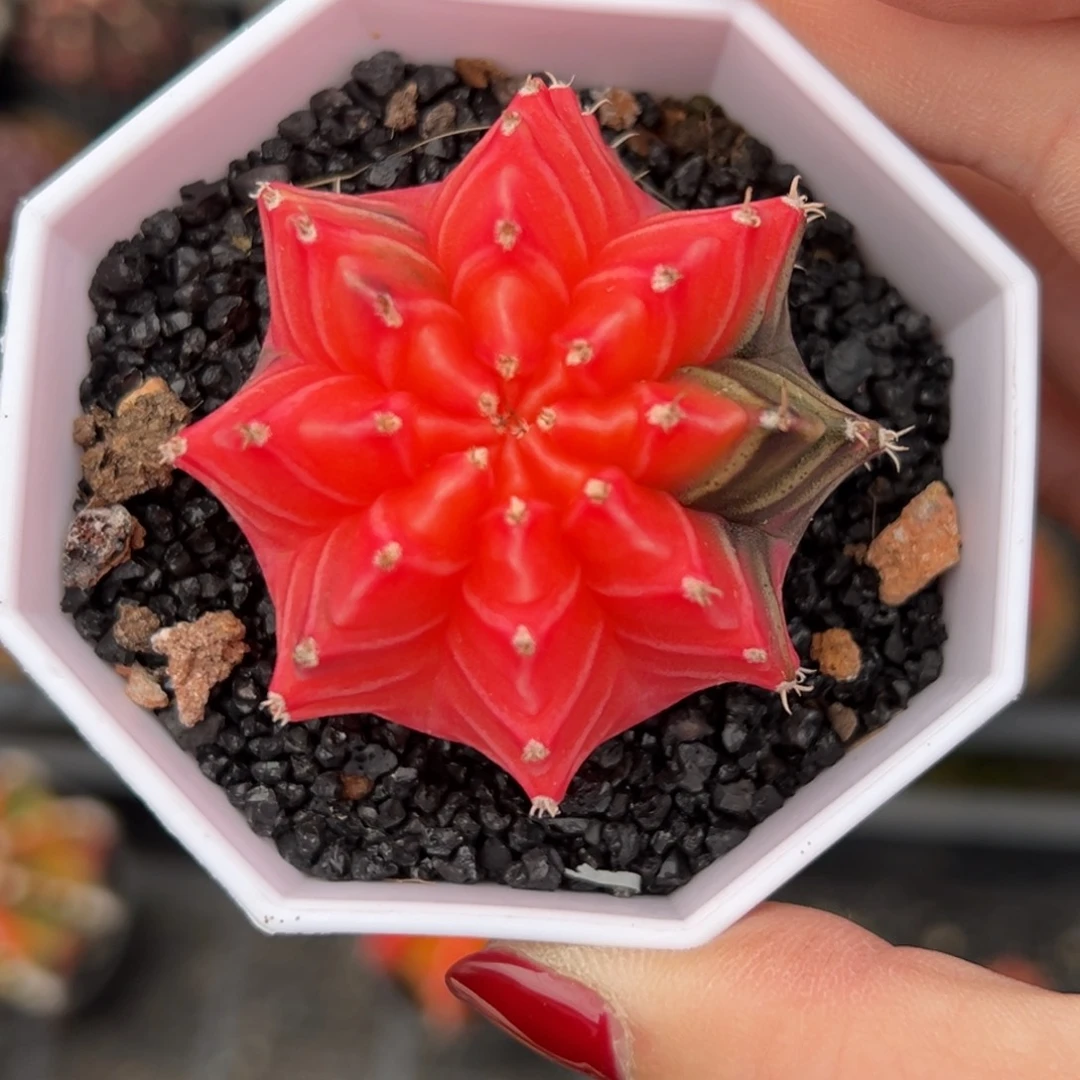 泰系米哈锦，带盆土发货