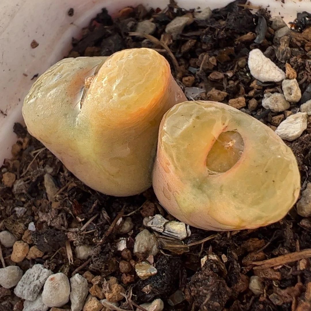 母本双头多肉植物百科