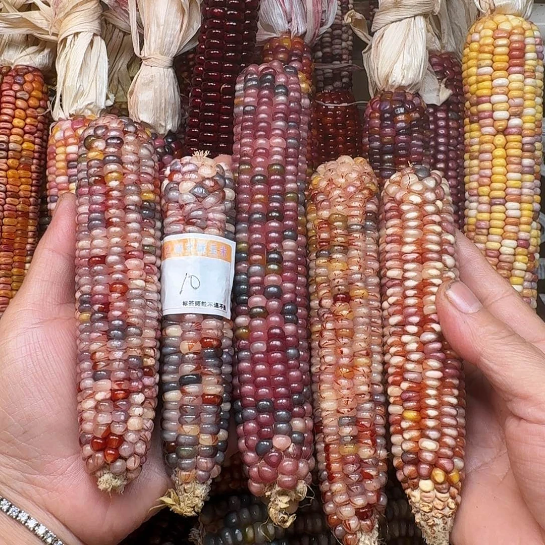 尹***只吊坠柏香籽/百香籽