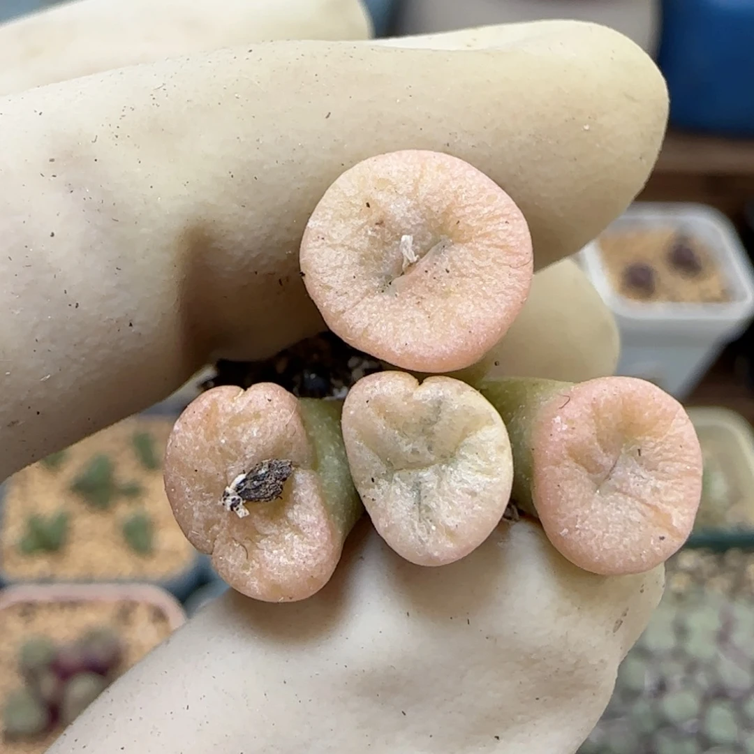 389伊尔马猪鼻子