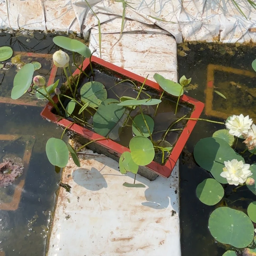 小***花全部花苞邺城毓秀大方盆1167