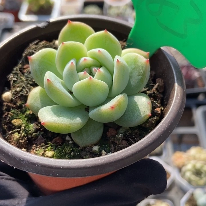 783雪花珍妮多肉植物