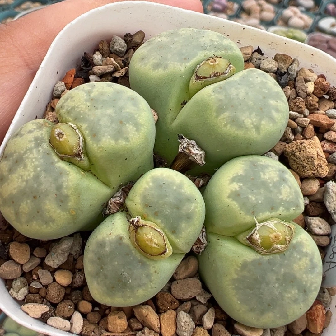 251多肉植物种类多样