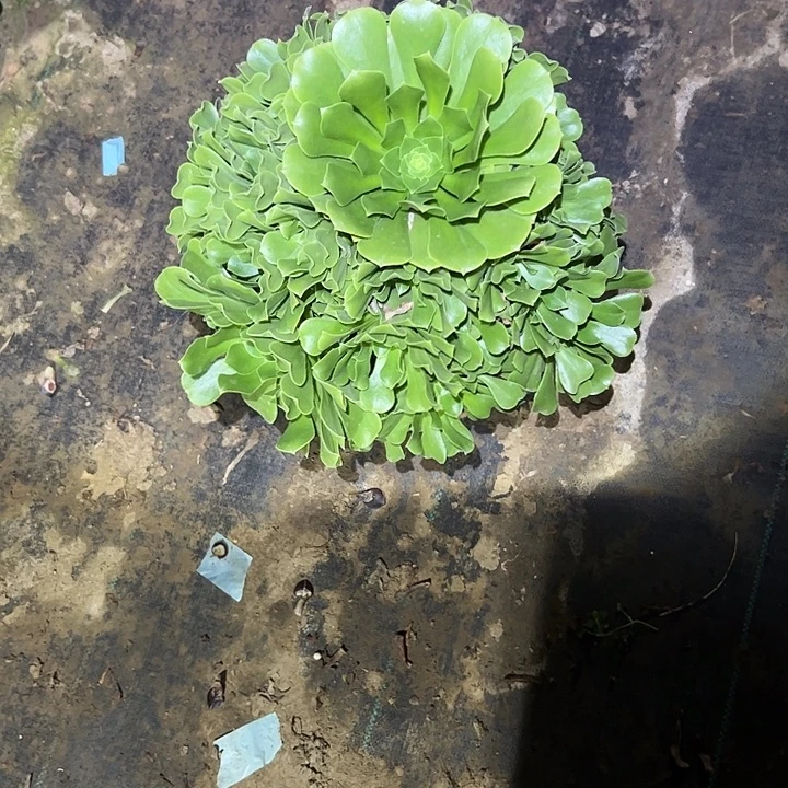 中***商不包侧枝一物一拍59