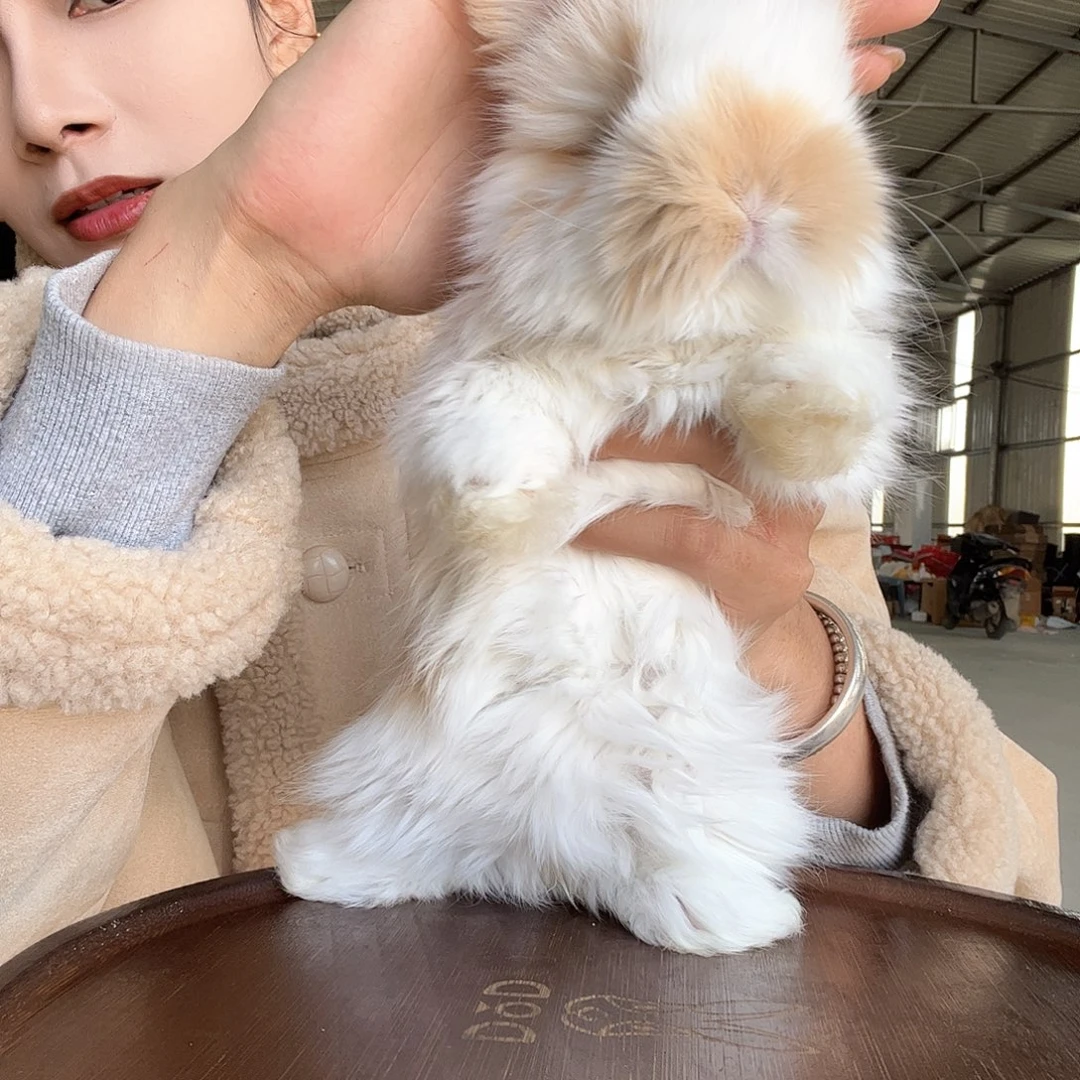 网红安哥拉兔碎班妹妹110