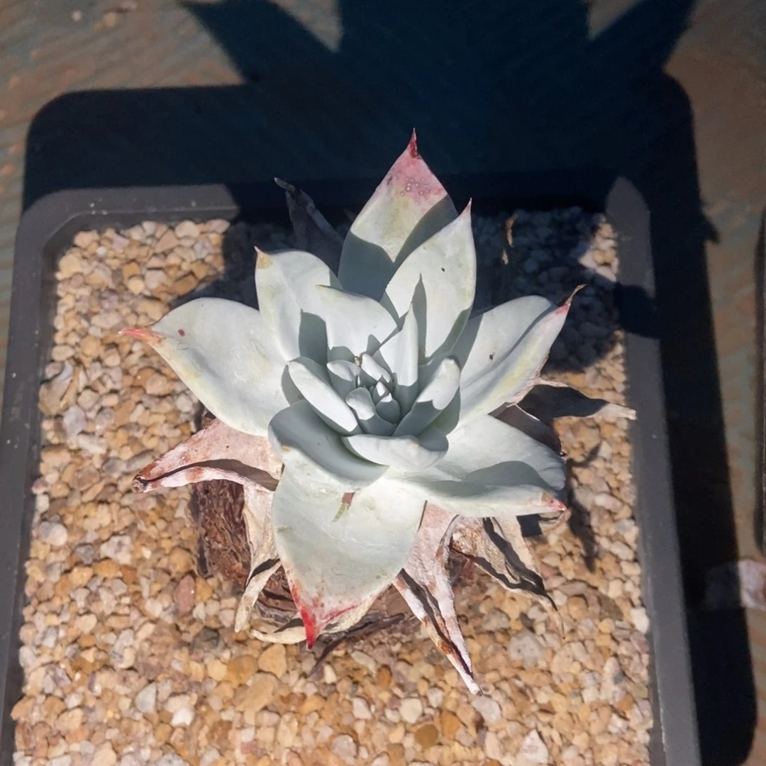 普芙多肉植物啦啦啦