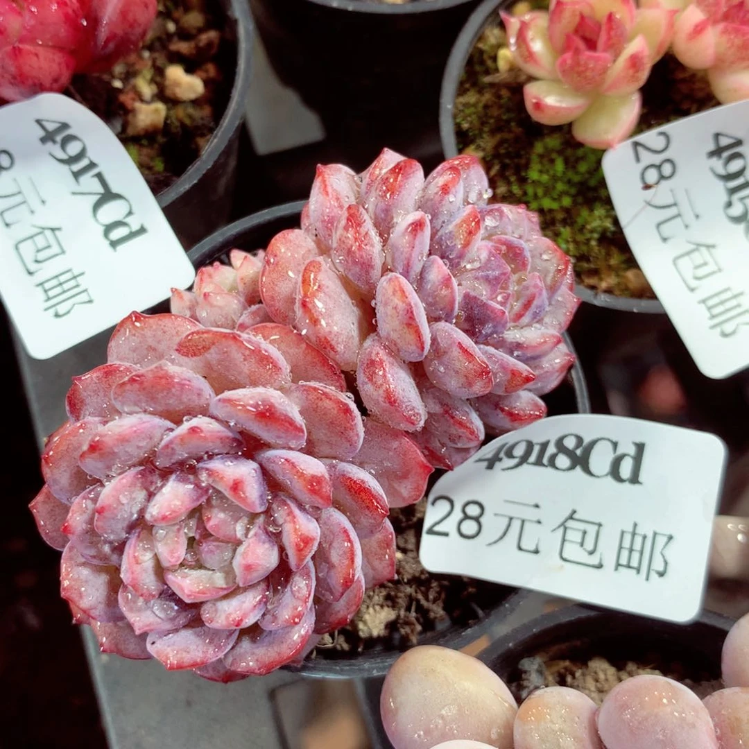 5厘米盆精控多肉4918