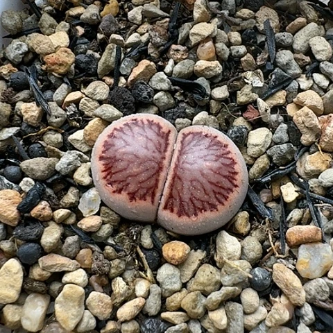 3448，菊红窗菊花纹母本带盆