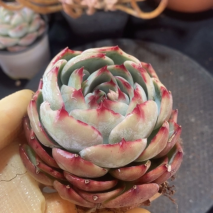 春节福利惊鸿仙子1753