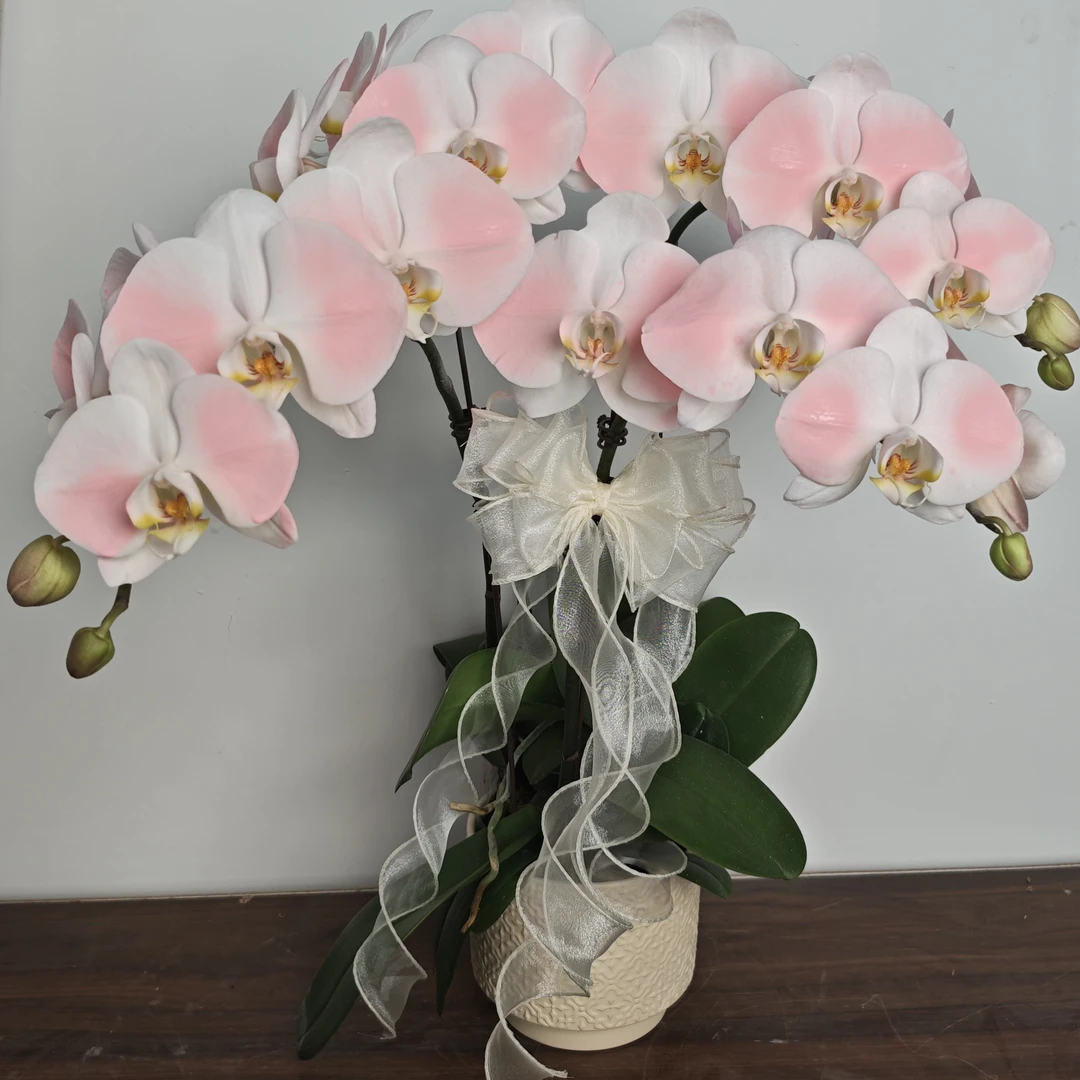 【大蜜桃】蝴蝶兰粉色色系大花艺术喷染好养耐养基地直发完全开放