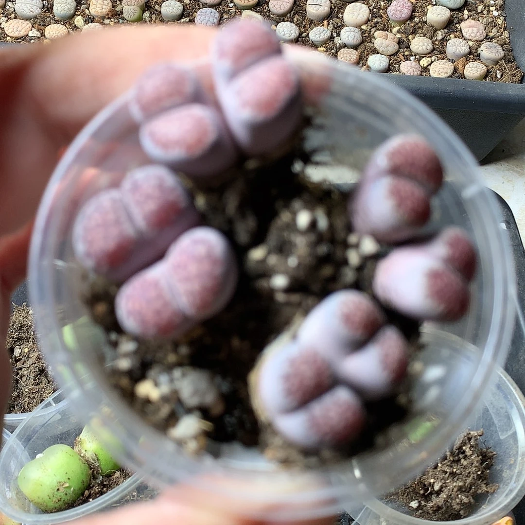 K432多肉植物保护