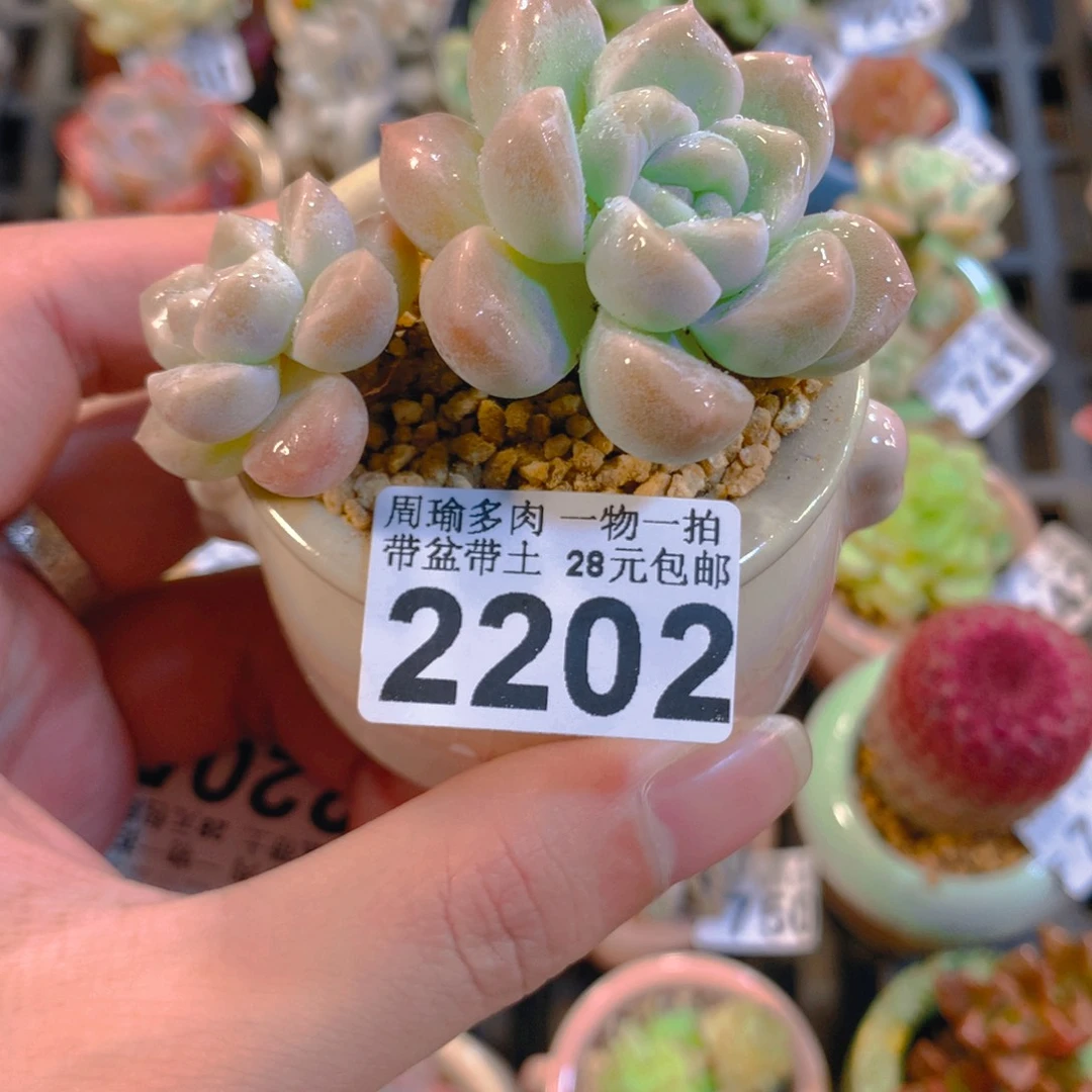 5厘米盆精控多肉2202