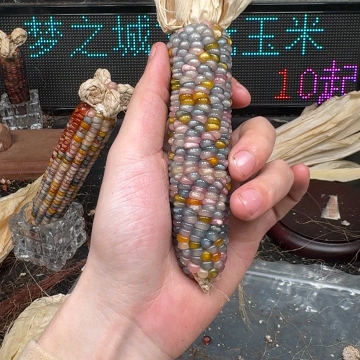 柏香籽/百香籽吊坠柚***檬