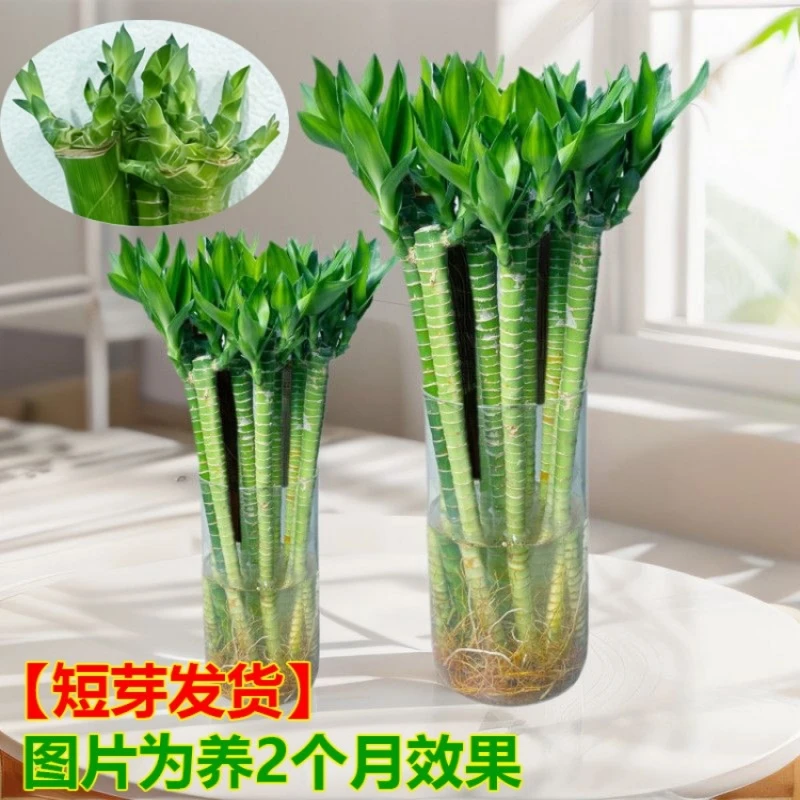 学生文昌竹龙竹金榜题名节节高升植物客厅室内书桌好养活水培绿植