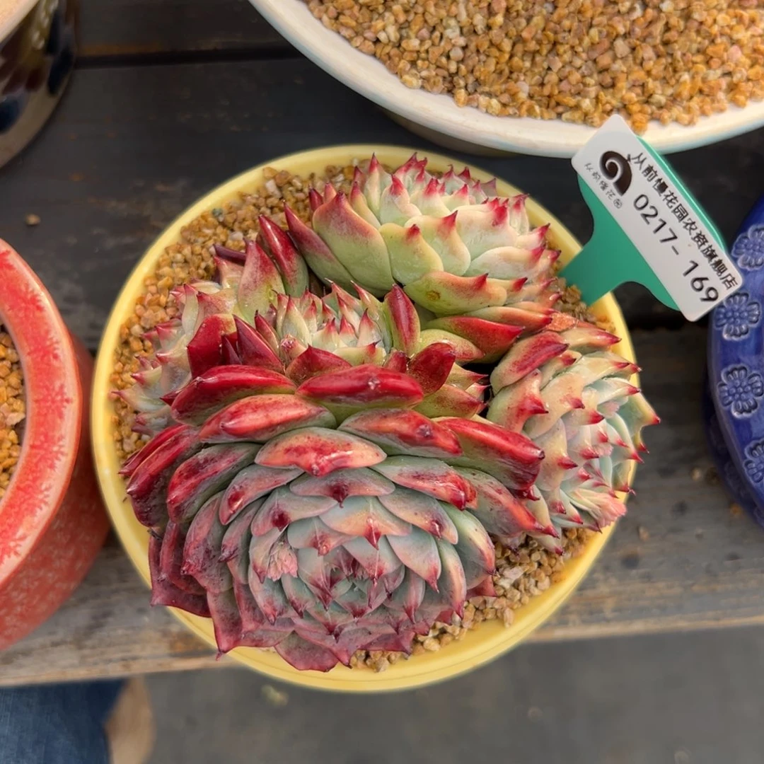 多肉一物一拍0217-169