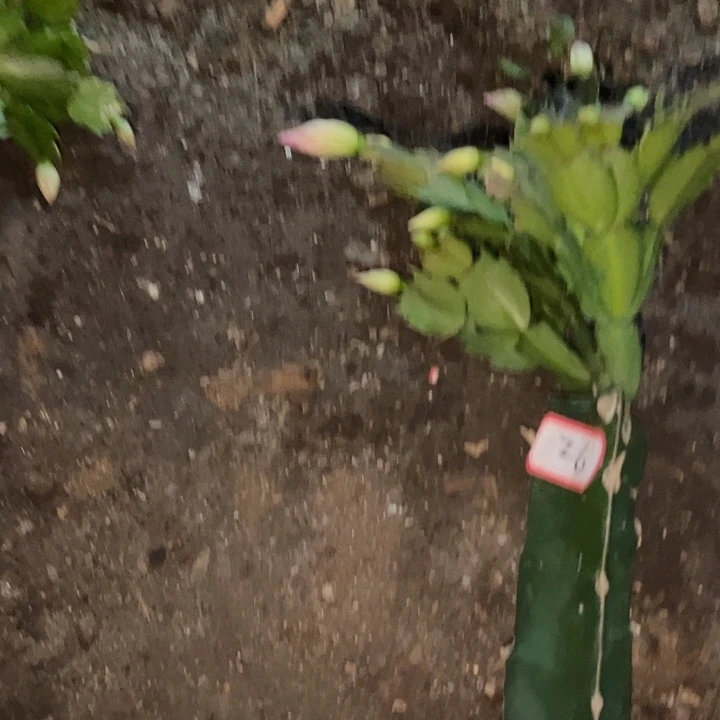 用***4，26号带盆082花卉大王