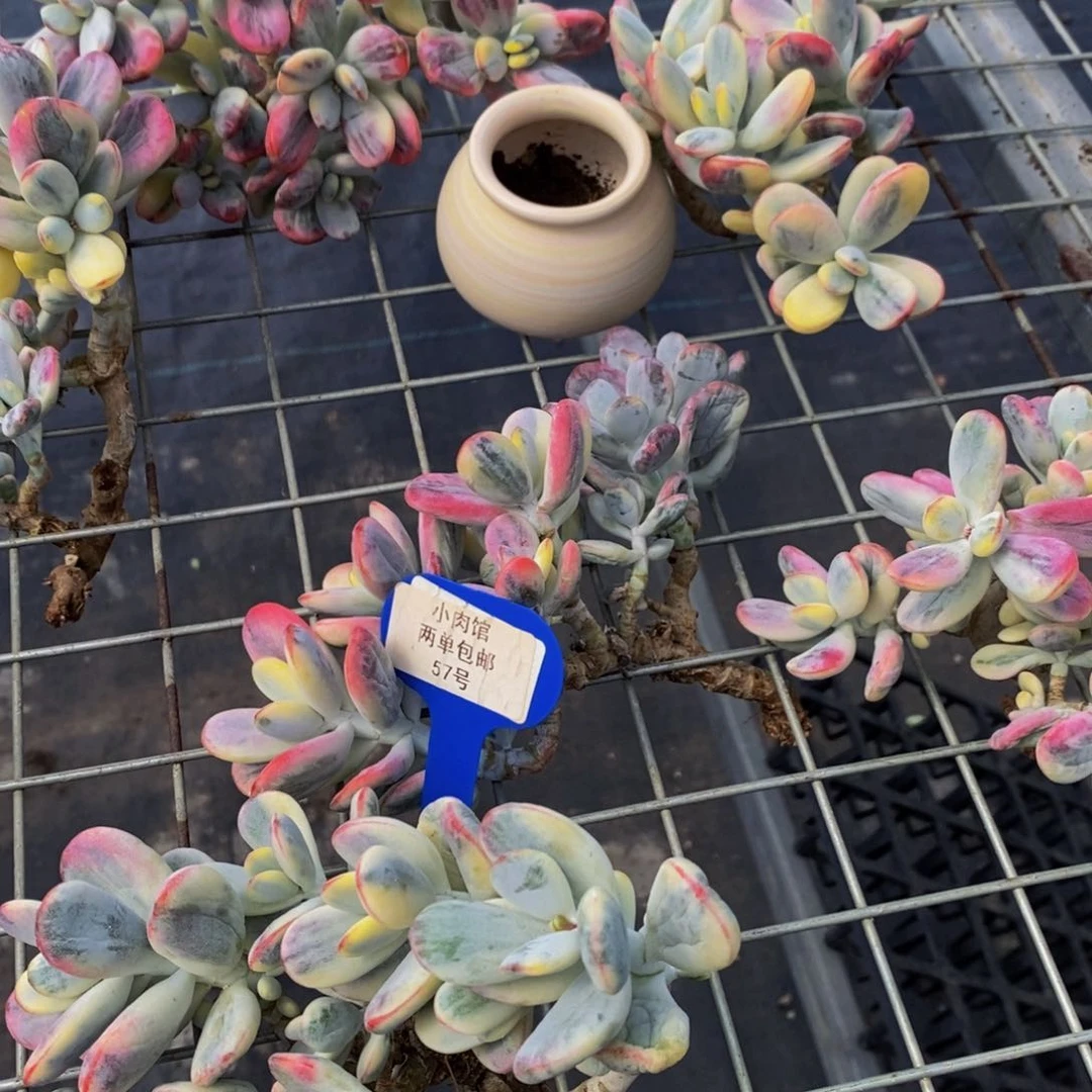 57-开播福利精品母本大群乒乓福娘锦一个