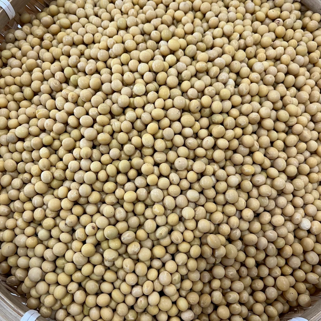 黑龙江伊春   东北农家小园黄豆   初级农产品