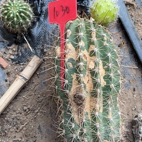 清清34有斑介意勿拍1030