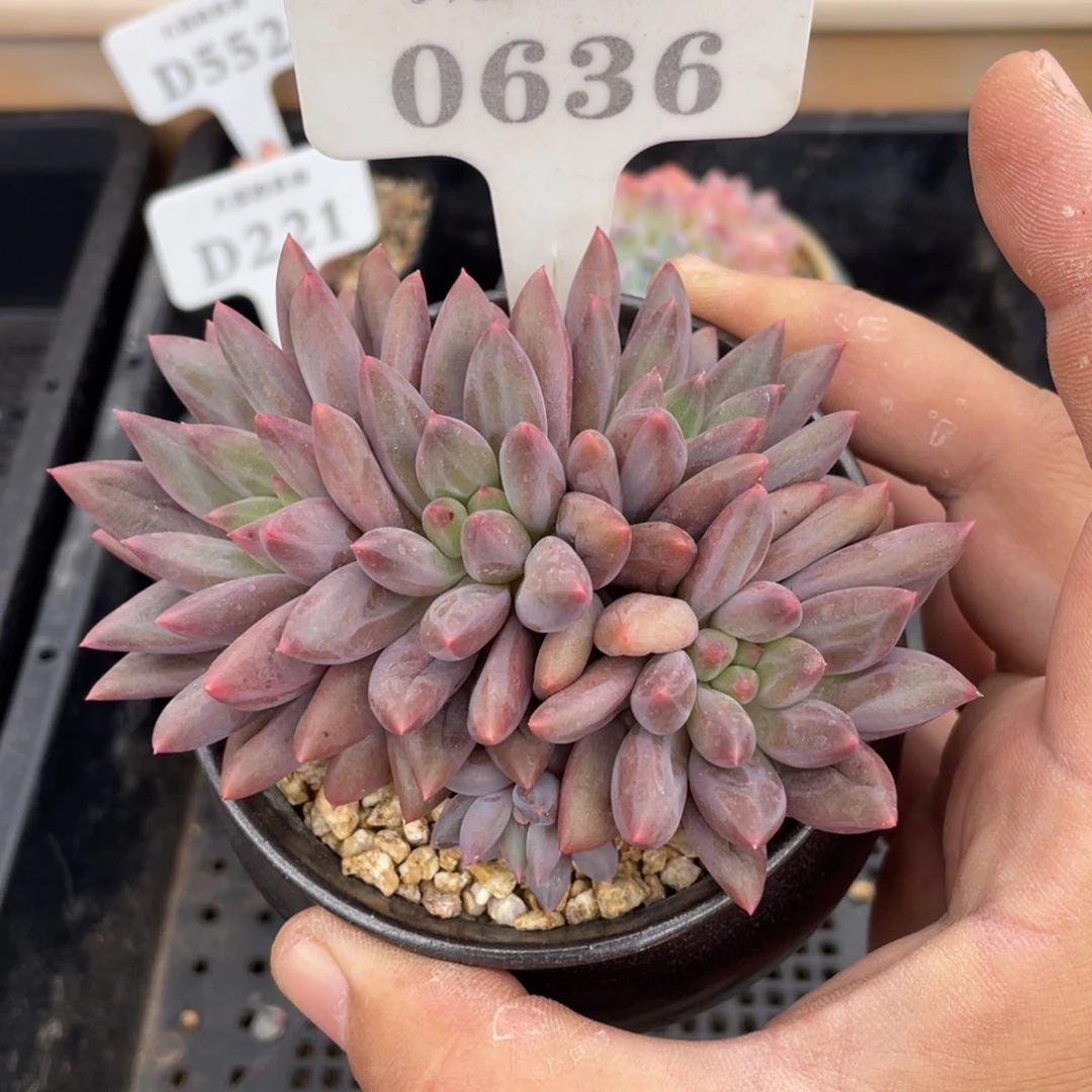 0636红蜻蜓不带盆10厘米