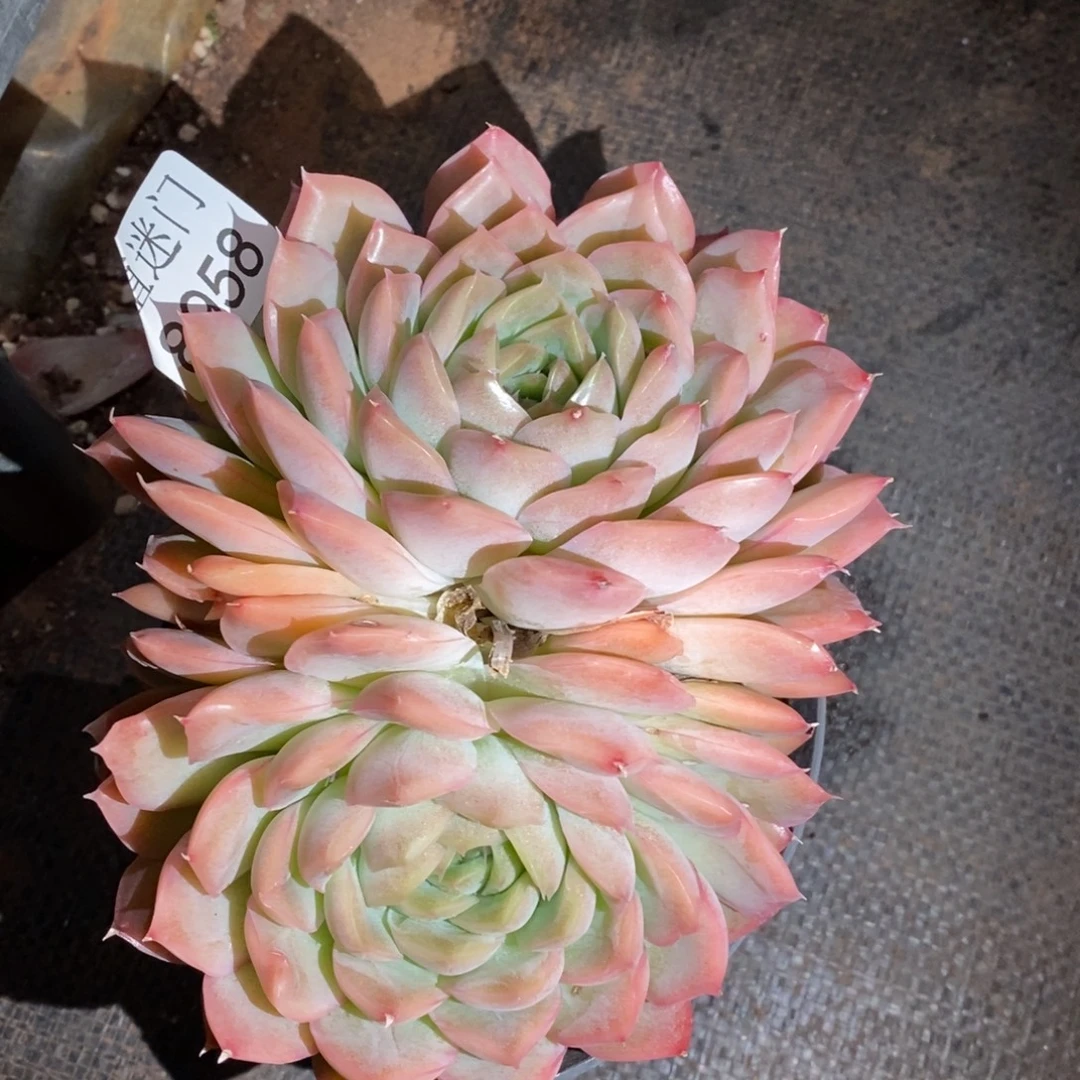 闪***星8958杂交精品多肉基地