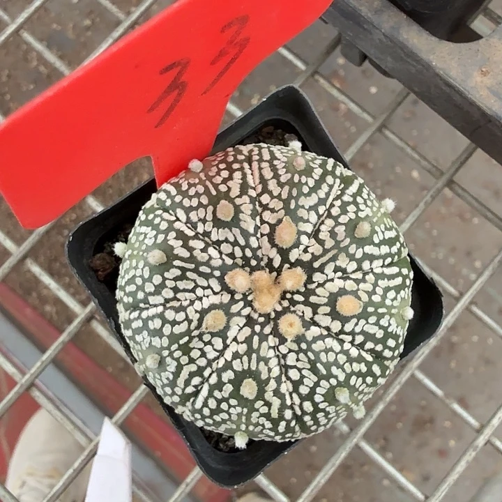 实生兜单头5仙人球