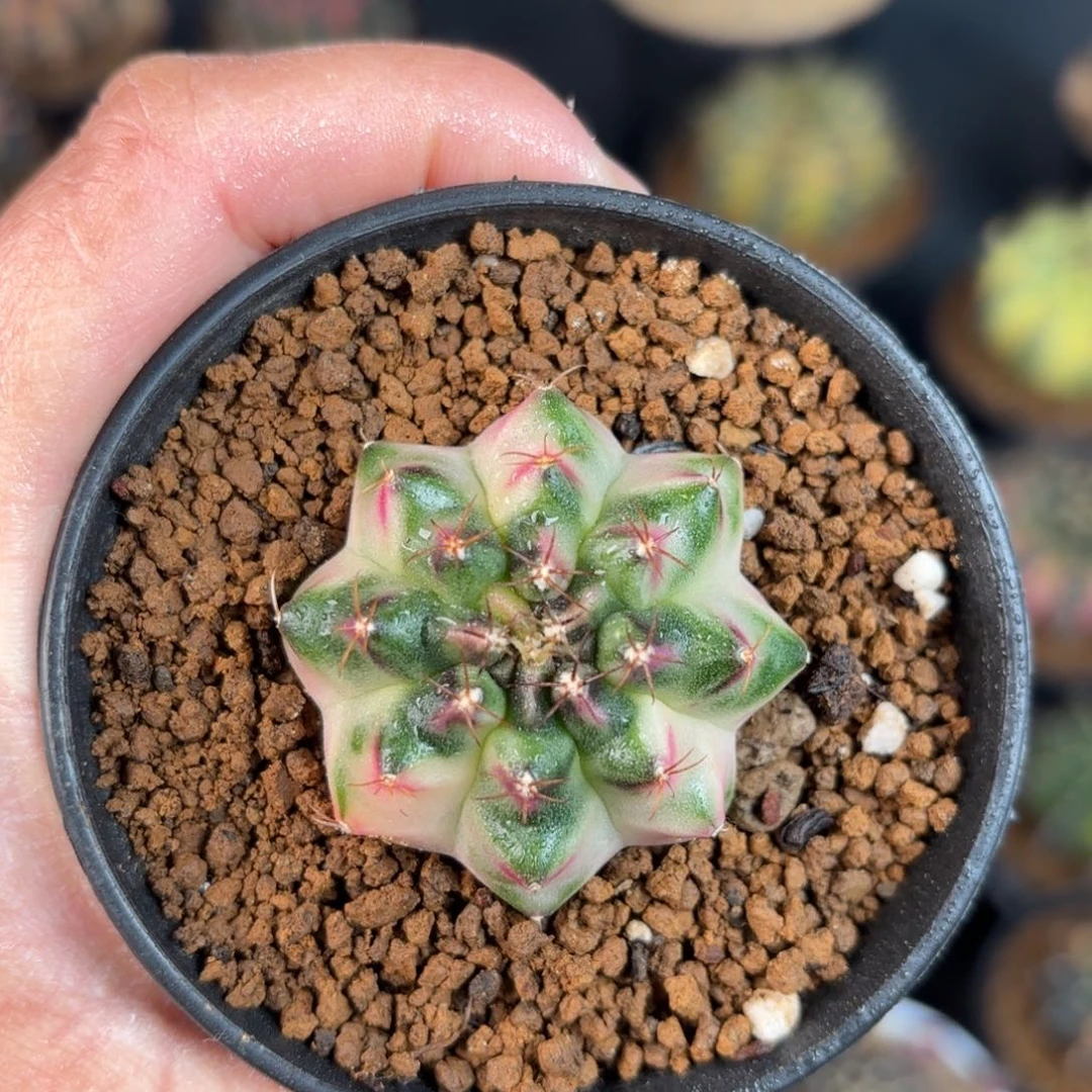 泰系米哈仙人球侧牙1号