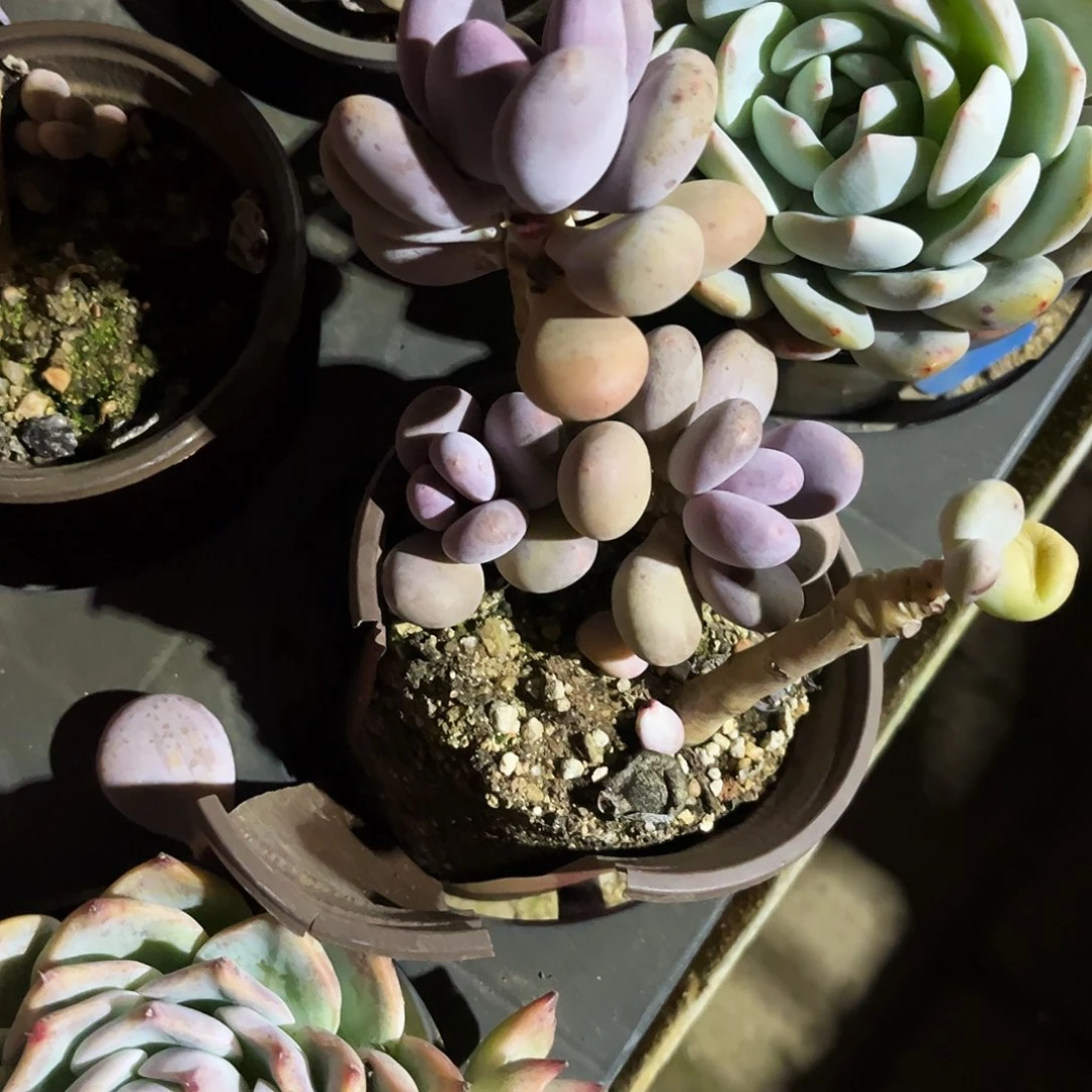 卡****K581额咯肉植物生长发育特点该