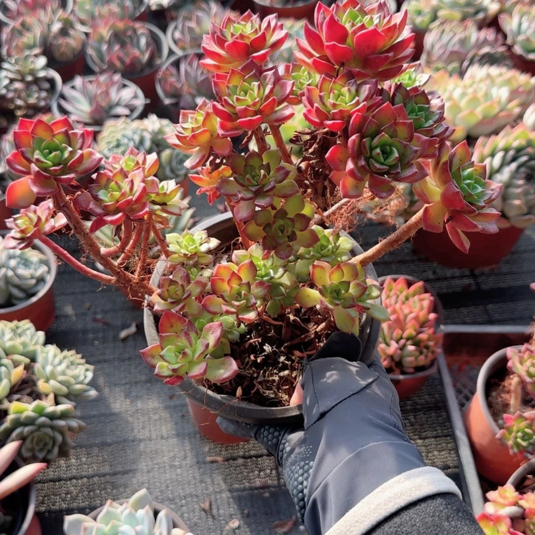 无花朵蒂亚老桩红色