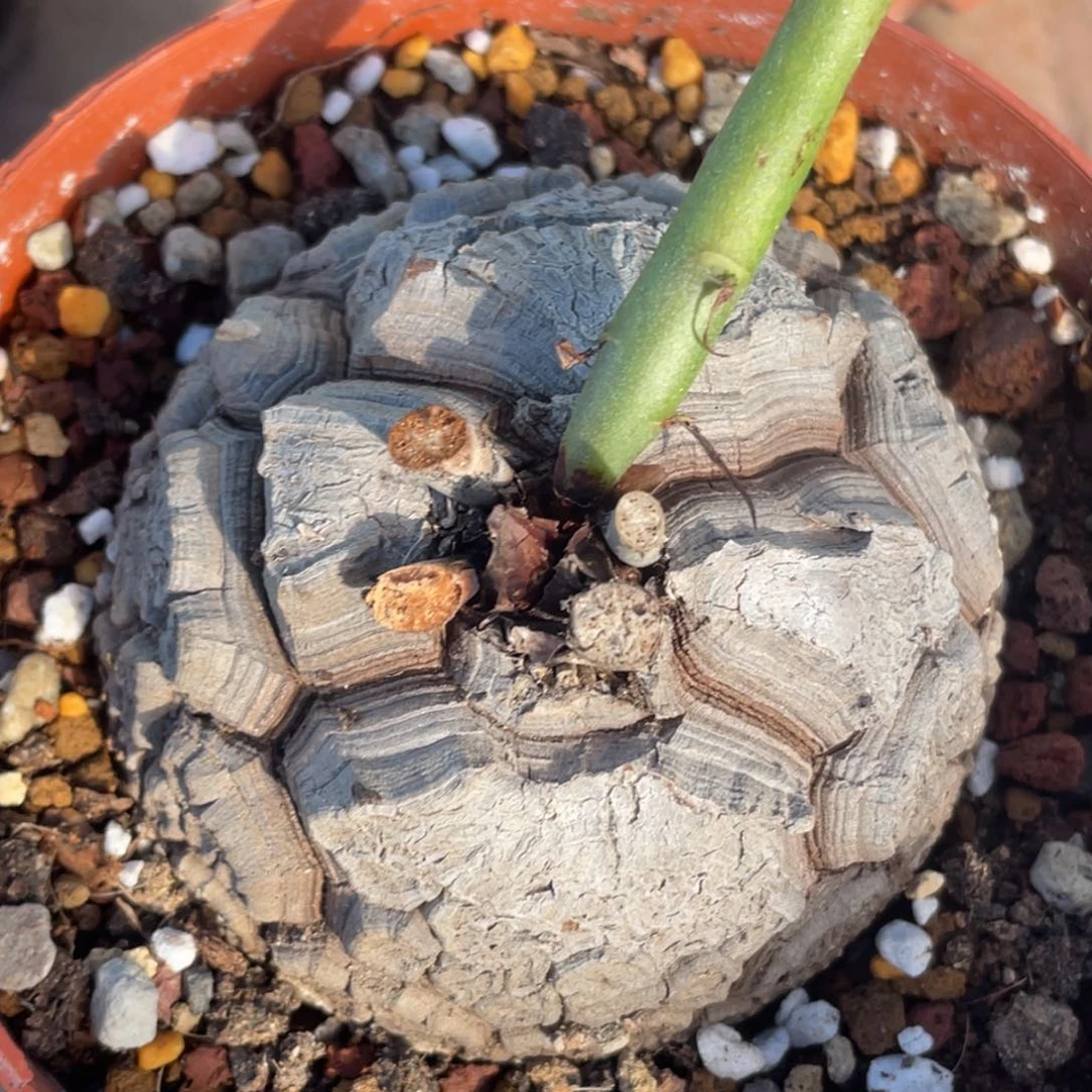 盆栽，深裂大甲，龟甲龙8.5公分