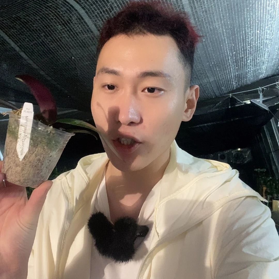 无花朵联合鳄鱼蝴蝶兰