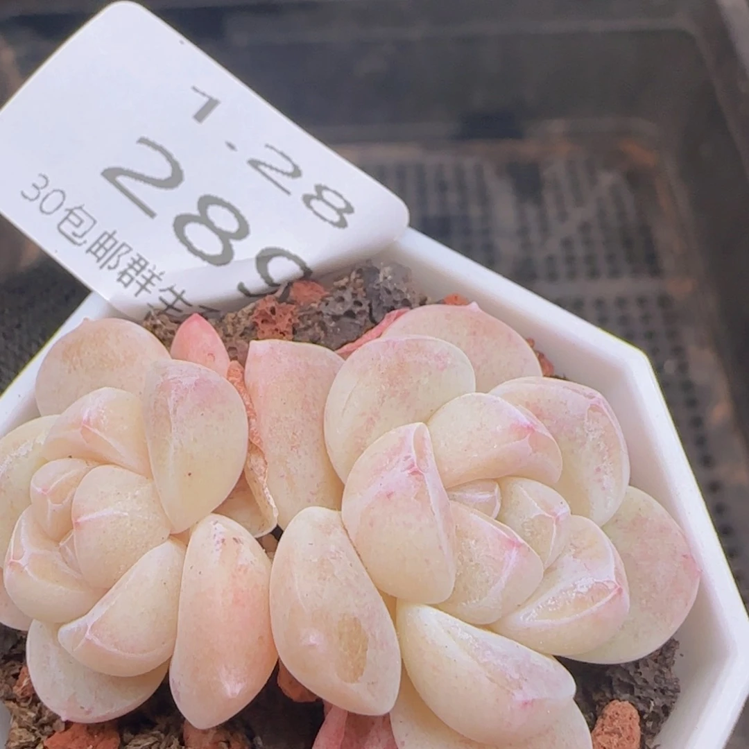 三头冰玉一颗脱土发货