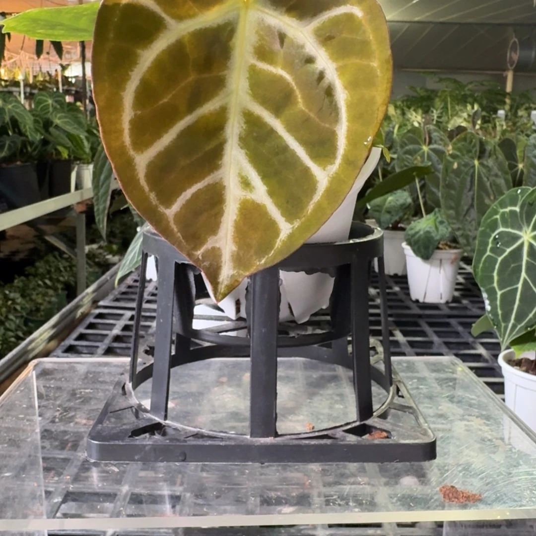 完全开放P141黑铜杂小钻石