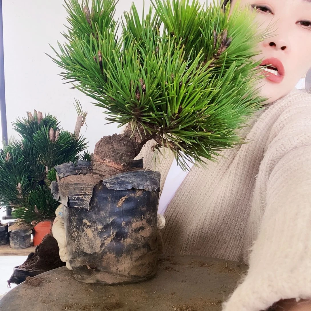 无花朵植物形态多年生草本