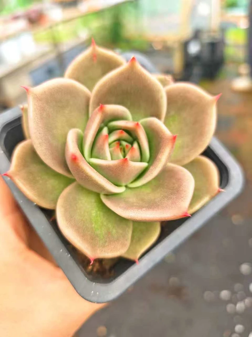 星星     11多肉