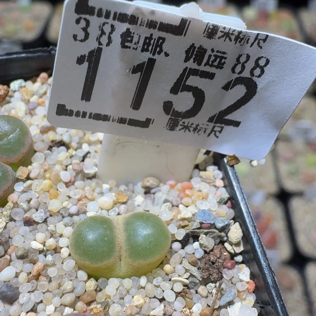 许****Ssss精品生石花1152