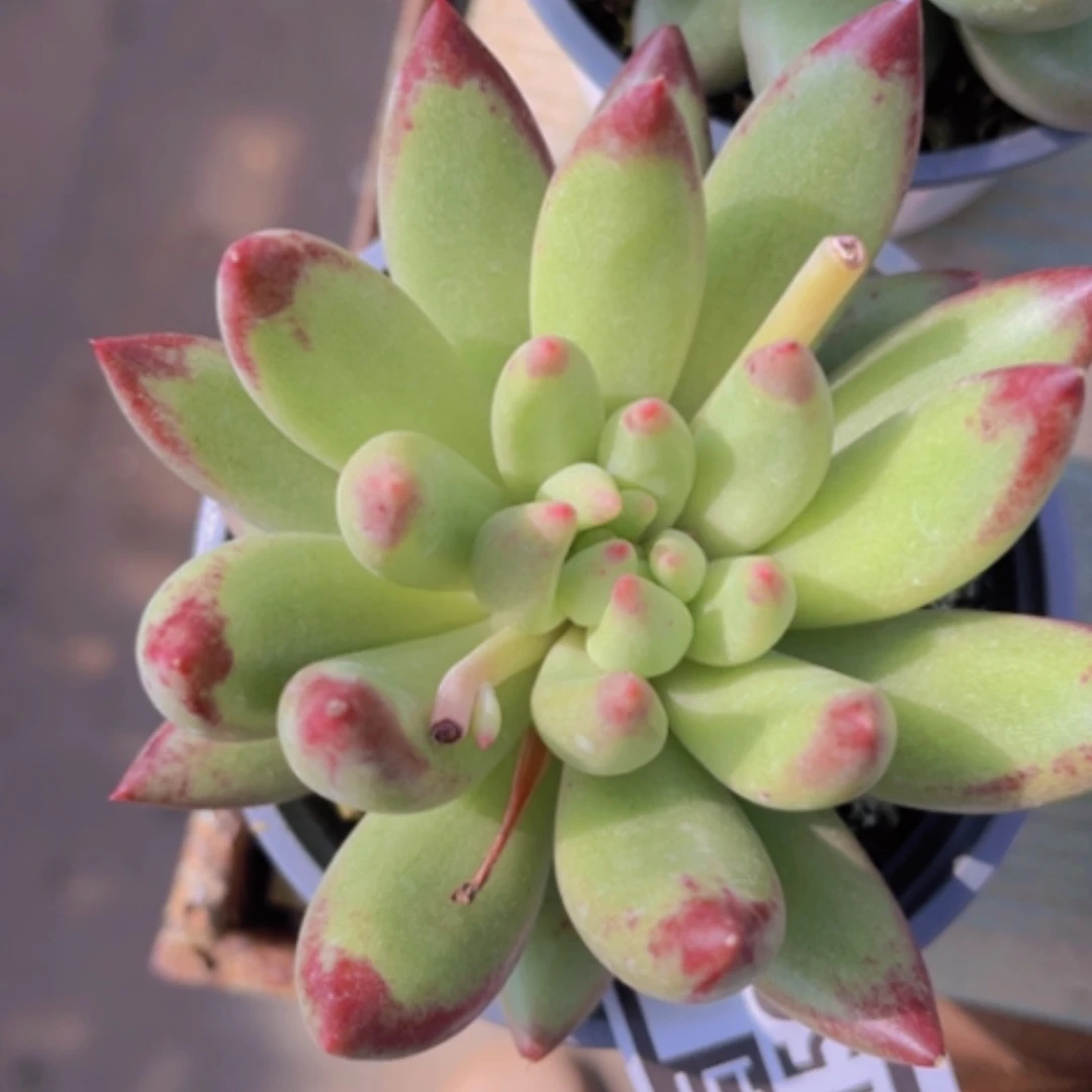 【闪购商品】岩字26156