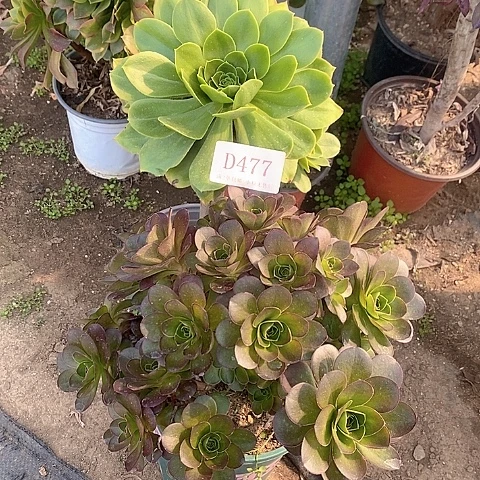 逍*?477魅金大叶绿玫瑰多肉2颗