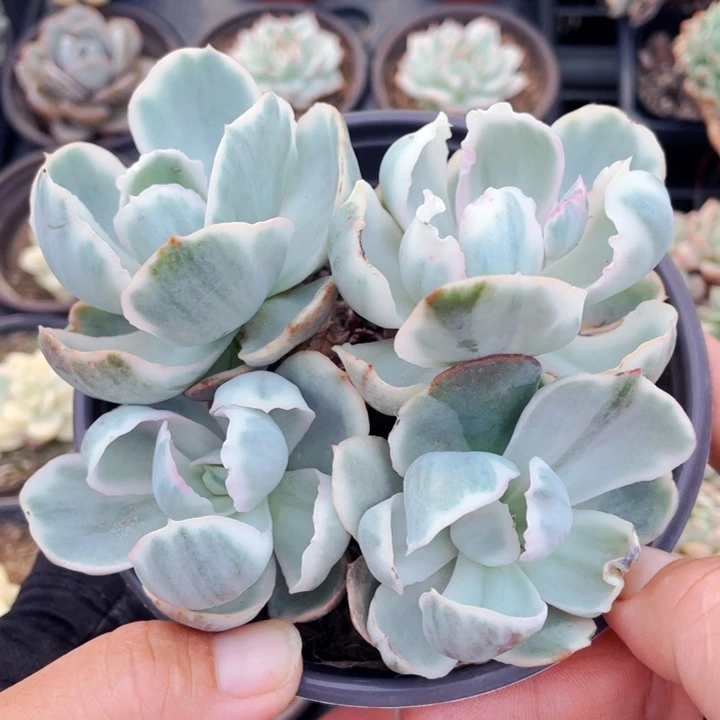 伯克利锦333322222222