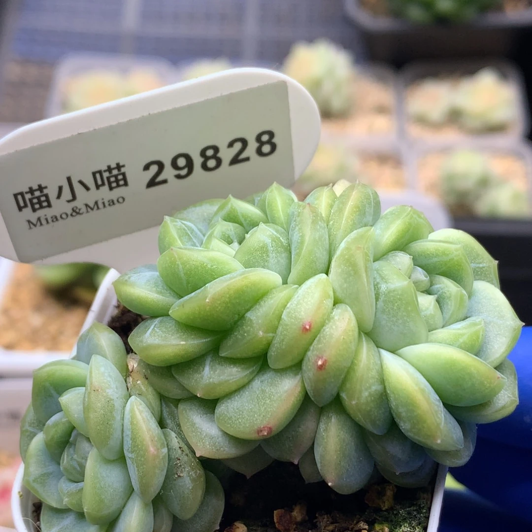 多肉植物杂交珍妮