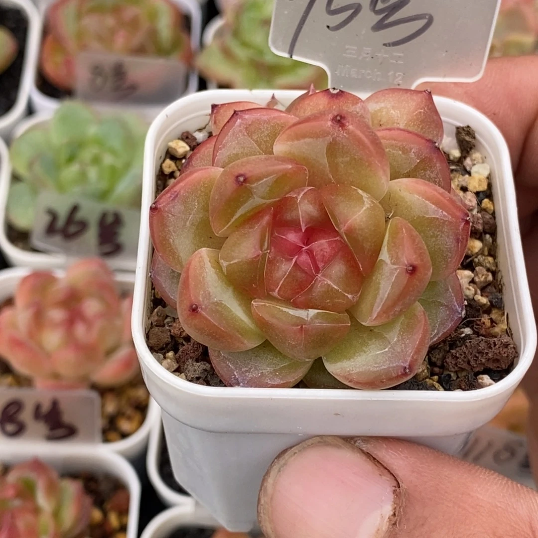 天官赐福百无禁忌