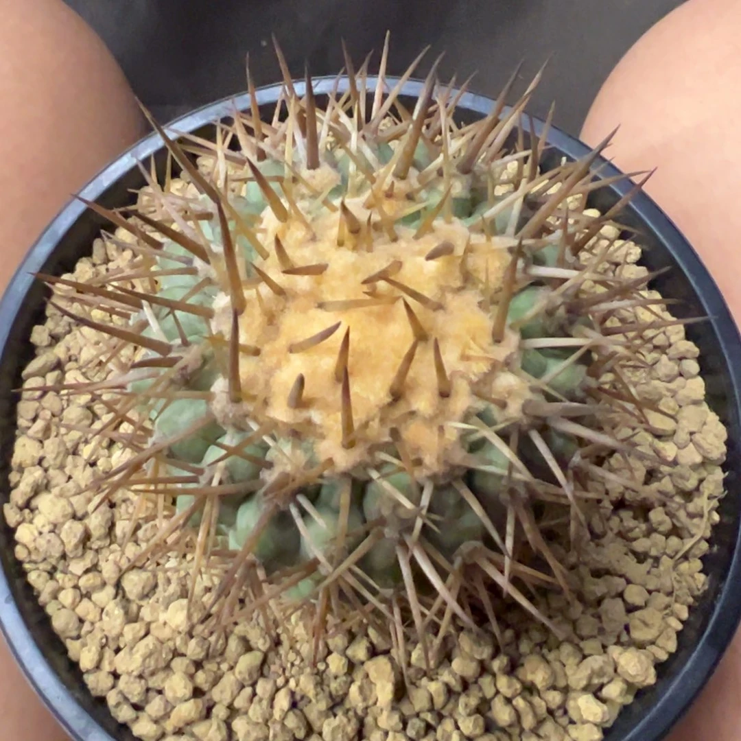 十**…仙人球一物一拍