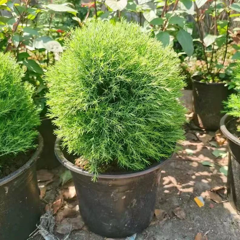 皮球松盆栽庭院阳台室外地栽多年生观叶植物耐寒耐热多年生好养