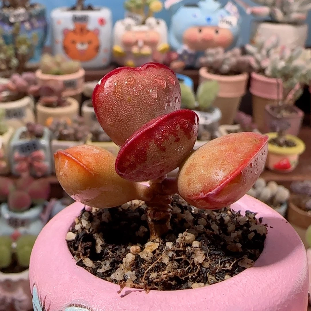 优选爱心 盆口4cm