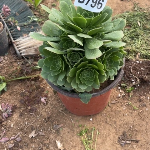 796绿羊绒不包断枝